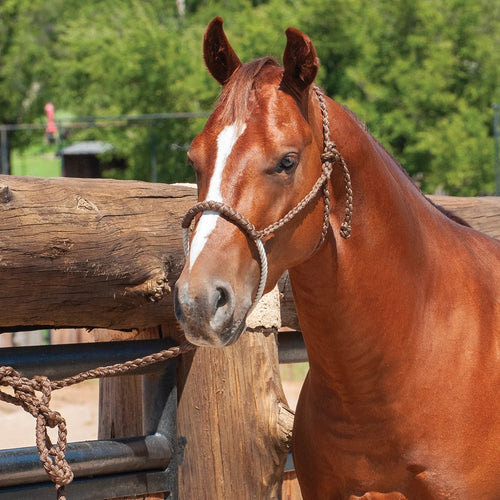 Classic Equine Rope Nose Halter w/Lead